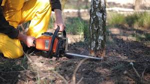 Best Tree Health Inspection  in Wallace, NC